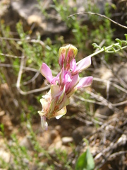 Onobrychis stenorhiza