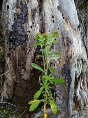 Gamochaeta simplicicaulis