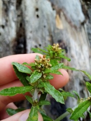 Gamochaeta simplicicaulis