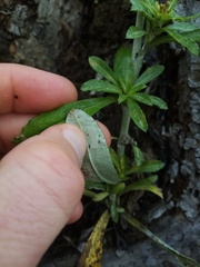 Gamochaeta simplicicaulis