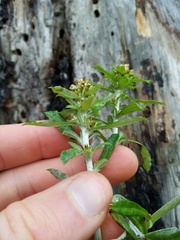 Gamochaeta simplicicaulis