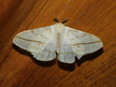 Eupterote primularis