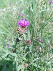 Centaurea debeauxii