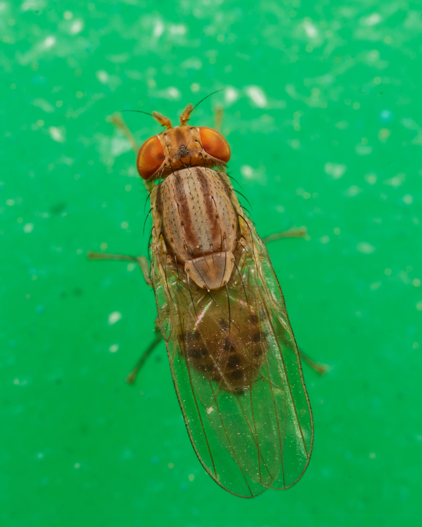 Poecilominettia valida