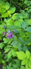 Vicia unijuga
