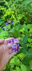 Vicia unijuga