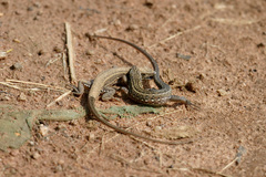 Meroles squamulosus