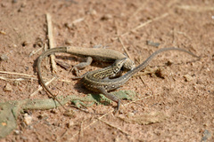 Meroles squamulosus