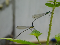Caconeura ramburi