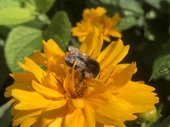 Andrena nycthemera