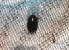 Thermonectus basillaris