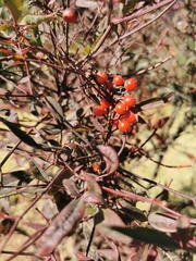 Nandina domestica