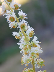 Sesamoides suffruticosa