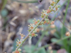 Sesamoides suffruticosa