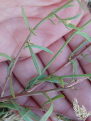 Sesamoides suffruticosa