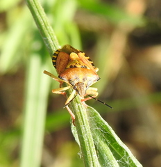 Carpocoris purpureipennis
