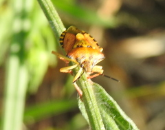 Carpocoris purpureipennis