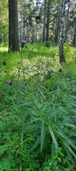 Cirsium serratuloides