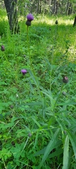 Cirsium serratuloides