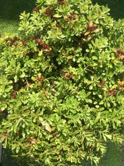 Phedimus kamtschaticus