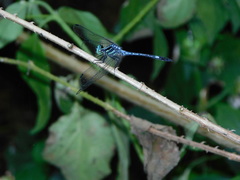 Hylaeothemis apicalis