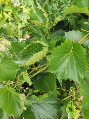 Daktulosphaira vitifoliae