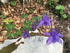 Aquilegia nigricans