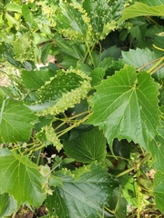 Daktulosphaira vitifoliae