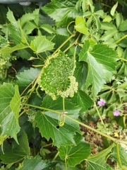 Daktulosphaira vitifoliae