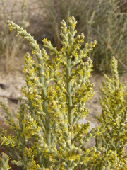 Arthrocaulon macrostachyum