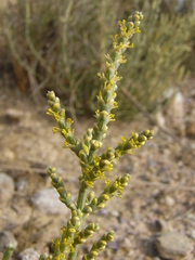 Arthrocaulon macrostachyum