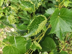 Daktulosphaira vitifoliae