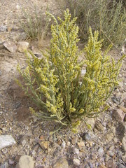 Anabasis articulata