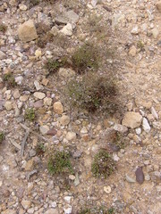 Limonium carthaginense