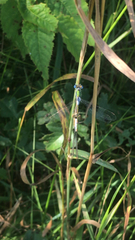 Lestes sponsa