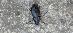 Carabus rossii