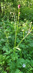 Sanguisorba officinalis