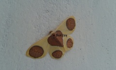 Plutodes