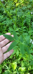 Sanguisorba officinalis