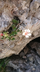 Potentilla clusiana