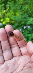 Sanguisorba officinalis
