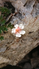Potentilla clusiana