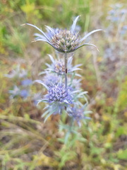 Eryngium dilatatum