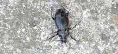 Carabus rossii