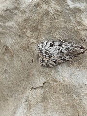 Eudonia lacustrata