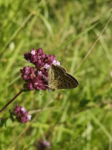 Lycaena tityrus