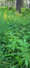 Agrimonia pilosa