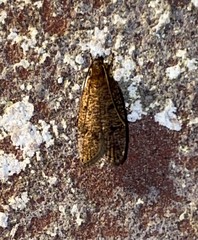 Psilocorsis quercicella