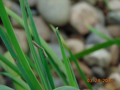 Condicinae