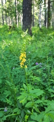 Agrimonia pilosa